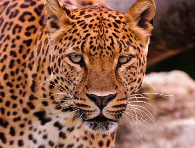 油价最新调整消息油价上涨幅度