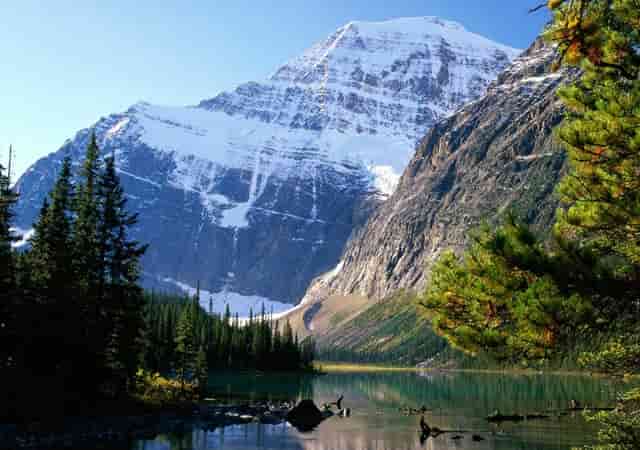 袖虎病猫攻略：买到猫癣的猫怎么办