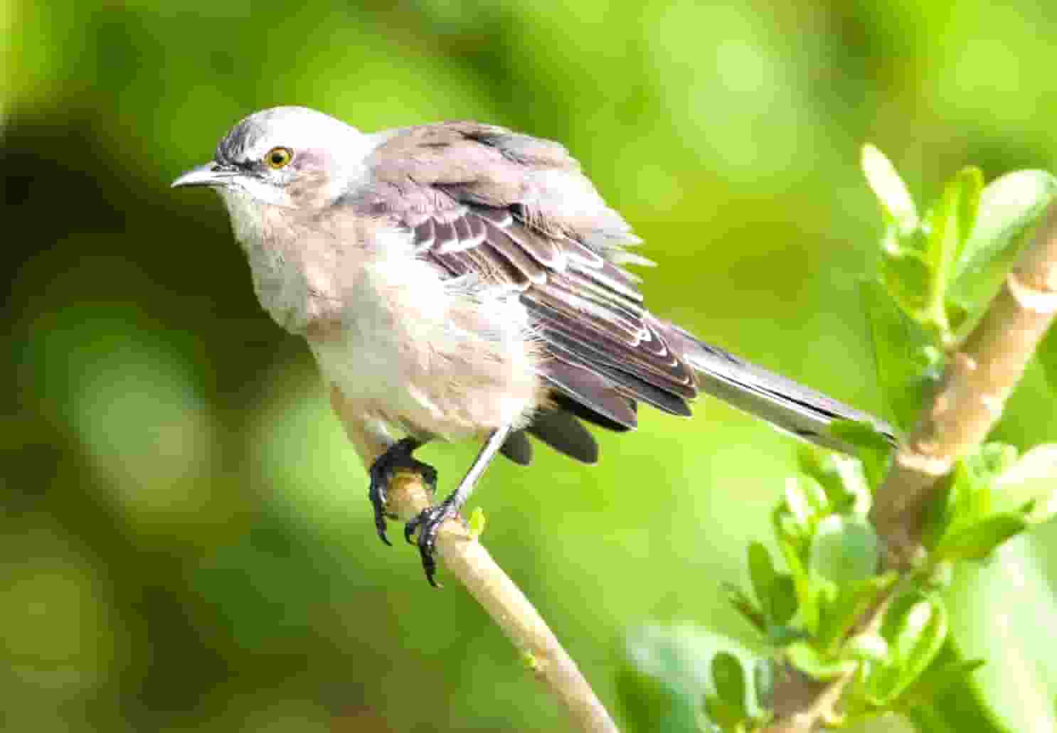 袖虎的十大宠物禁忌食品警告!