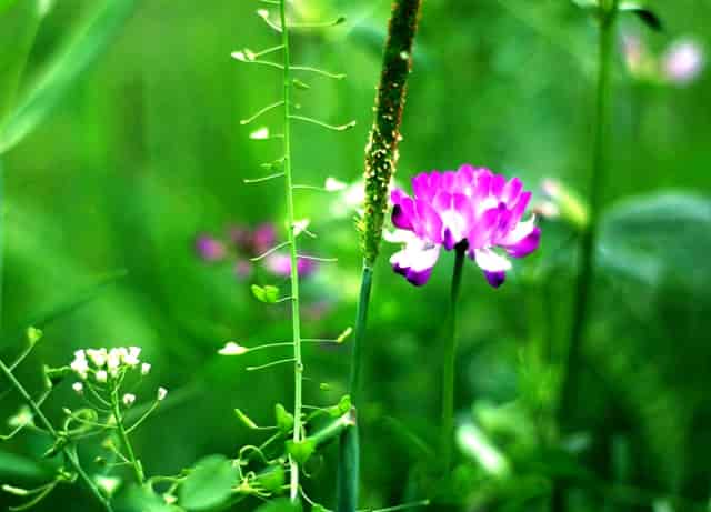 杏仁优护：患有老年人肝癌如何居家护理？