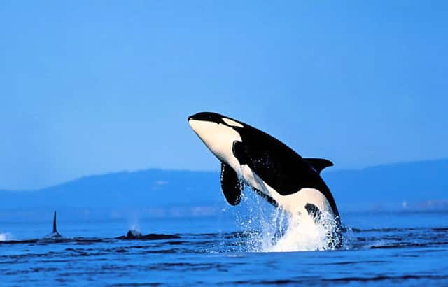 你有良好的能力吗