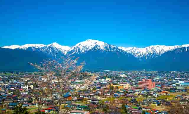 袖虎病猫攻略：猫咪吃罐头还拉肚子是有病吗？