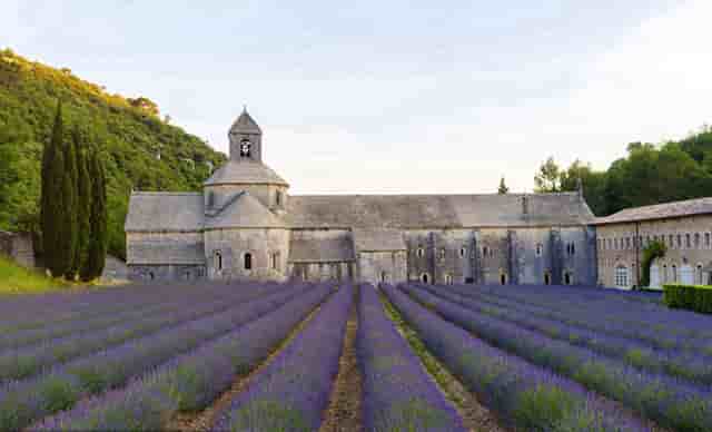 袖虎病狗攻略：狗狗喂食要注意，这几大误区可别沾