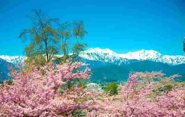 袖虎病猫攻略： 猫咪耳螨的认知与治疗