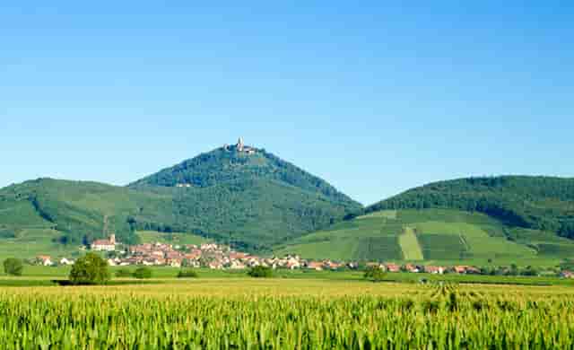 袖虎病猫攻略： 如何判断猫咪健不健康 宠物生活小百科