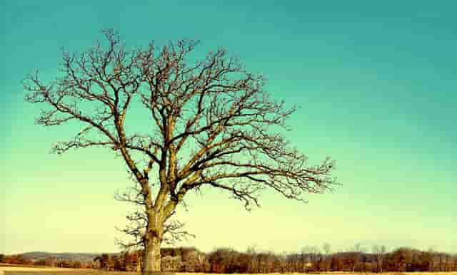 儿童祛湿茶的正确方法