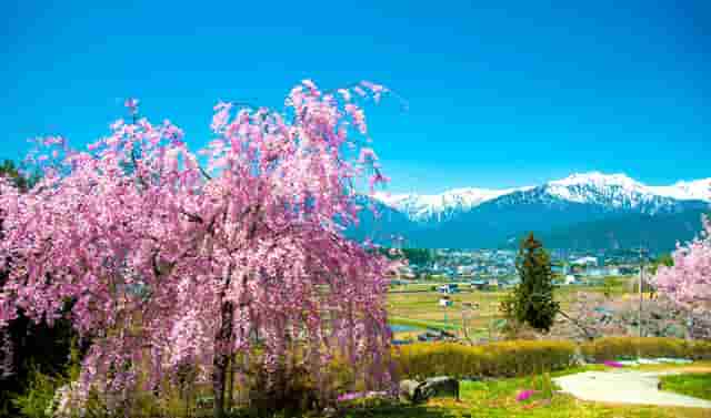 袖虎病猫攻略：对猫过敏怎么办