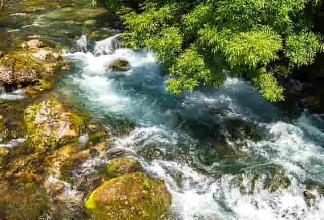 袖虎病猫攻略：猫生了跳蚤怎么办？